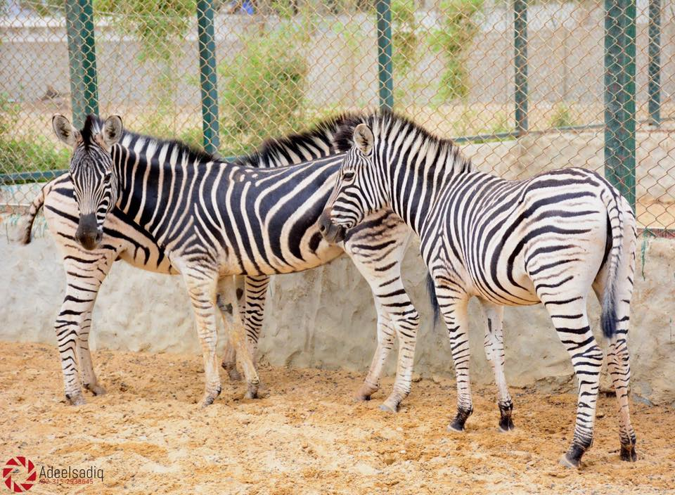 zebras-elixir-family-zoo